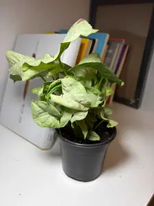 RZ-35  Syngonium Milk Confetti Rare Pink Variegated Plant 4 Inch Pot | Indoor Arrowhead Houseplant for Home & Office Decor