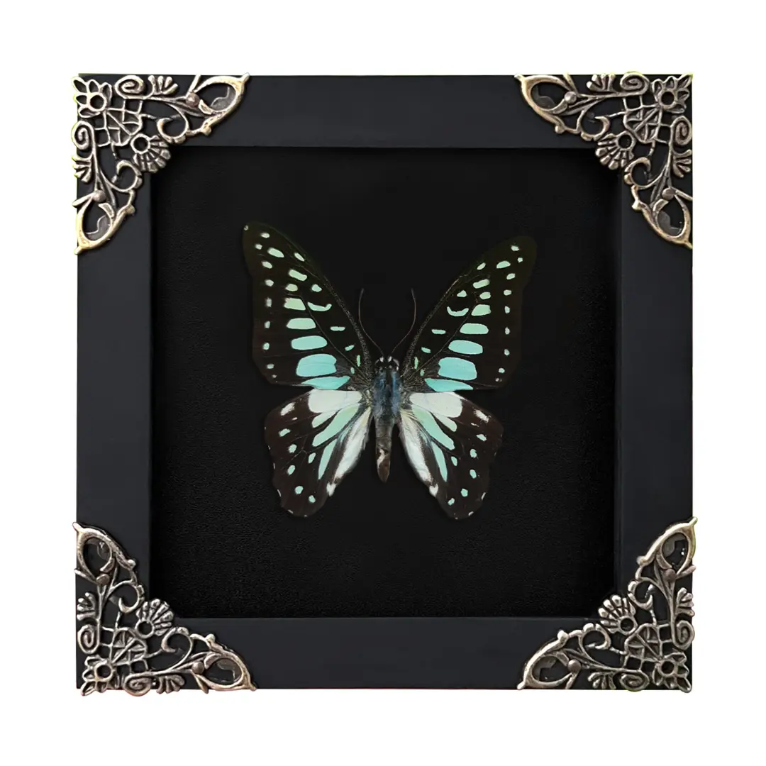 Blue Pattern Butterfly Frame, Mounted, Handmade Insect Display, Dark Academia Curio Cabinet Aesthetic, Nature Art, Unique Gift, Interior Wall Decoration