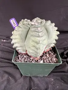 Astrophytum Myriostigma cv. Kikko 'Stacker' cactus - 1103