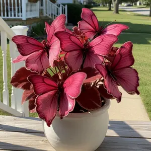 Pink Butterfly Hosta Seeds – Vibrant Ornamental Foliage Seeds for Indoor Pots, Shade Garden & Home Decor