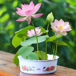 20Pcs Mixed Color Lotus Seeds, Water Planting for Home Garden, Perfect for Beginners' Bonsai