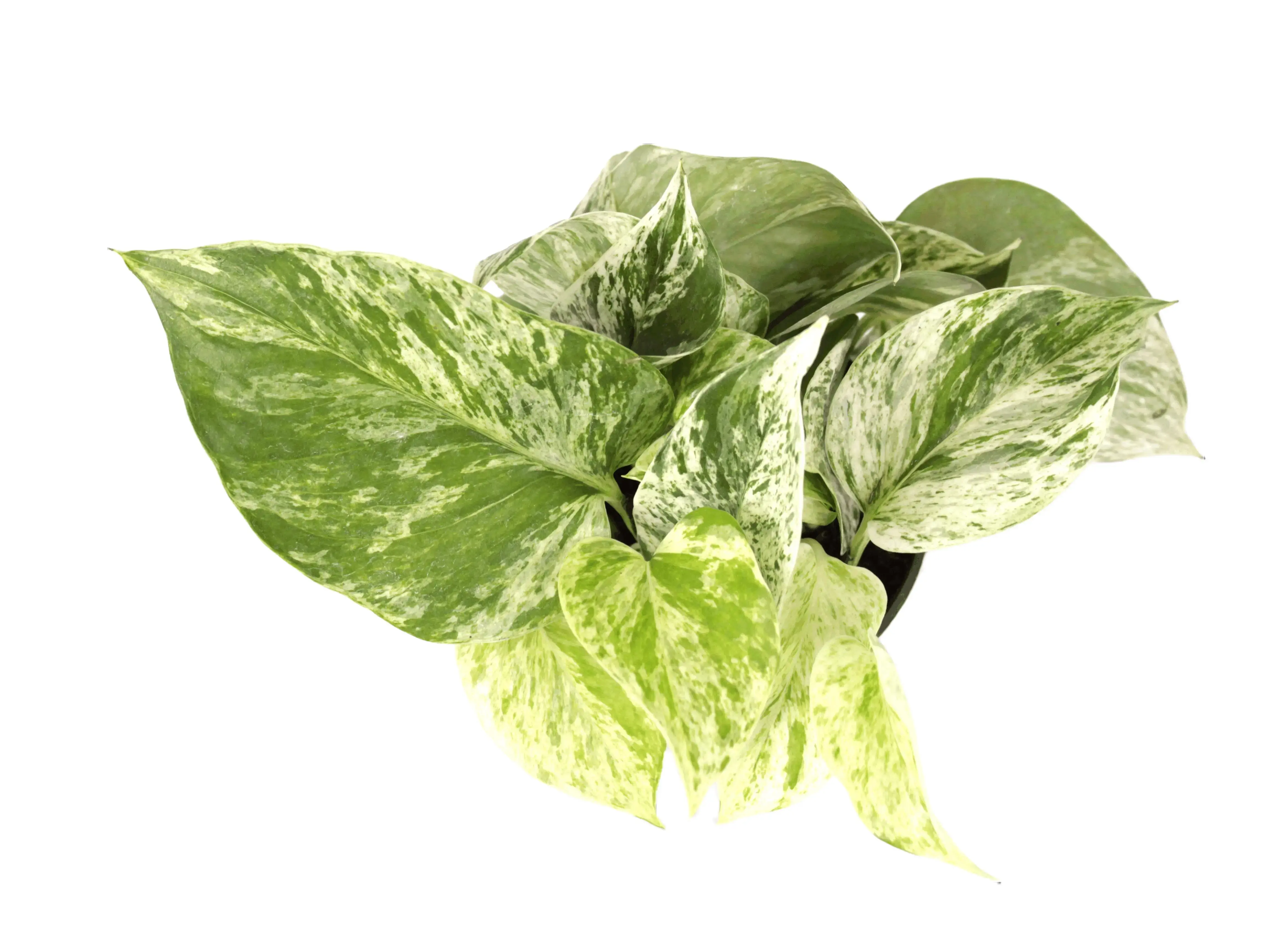 Pothos Marble Queen Potted Live Plant 4in - Epipremnum Aureum - Rare Variegated Houseplant - Marbled Foliage - Tropical Gift - Unique Indoor Plant - Cream & Green Leaves - Low Maintenance - Vining Greenery - Heart Shaped Leaves