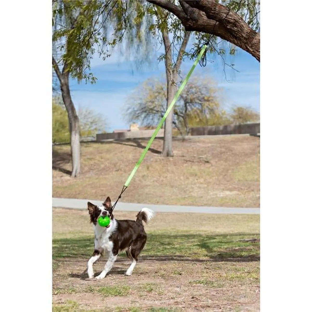 212 MAIN Jolly Pets Tree Tugger Bungee Dog Toy - Large, Green, Outdoor, Interactive, Stress Relief, Adjustable Height, Ballistic Nylon Pet Supply for Chase, Solo Play Entertainment, Entertains Solo Play