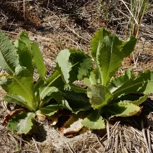 Wild Lettuce 'Opium Lettuce'Organic Seeds (Lactuca virosa) Tall wildflower with mild sedative properties; used historically in natural sleep and pain remedies