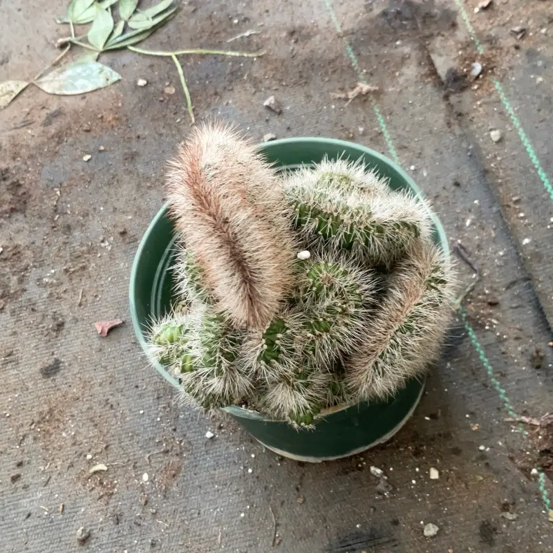 amistad cactus - TikTok Shop