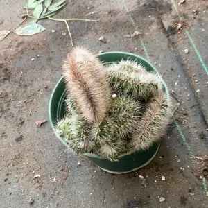 Crested cactus
