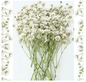 Mini Dried Pressed Baby's Breath Flowers Bulk - Real Natural Flat Real Gypsophila Dried Pressed Flowers for Resin, Wedding Invitation, Scrapbooking