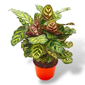 Calathea Peacock, 6 Inch Pot, Live Plant