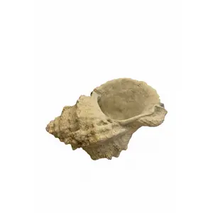 RowHouse | Conch Shell