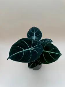 Alocasia Black Velvet | 4 Inch Pot | House Plant | Live Plant
