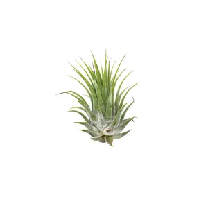 Tillandsia Air Plant Ionantha - 50 Pack