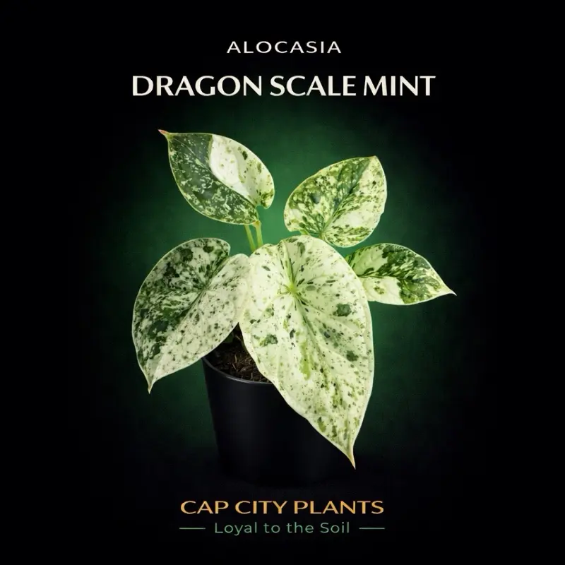 Alocasia Dragon Scale Mint Tissue Culture