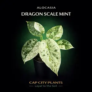 Alocasia Dragon Scale Mint Tissue Culture