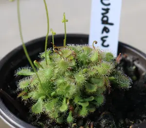 Sundew Carnivorouse Plant