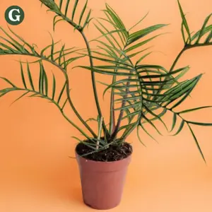 Philodendron Tortum - Indoor Live Plant, Rare Finger-Like Twisted Leaves, Air Purifying, Bright Light, Low Light