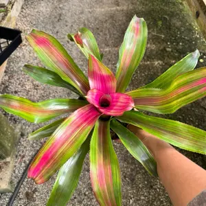 Neoregelia plant 6 inch pot