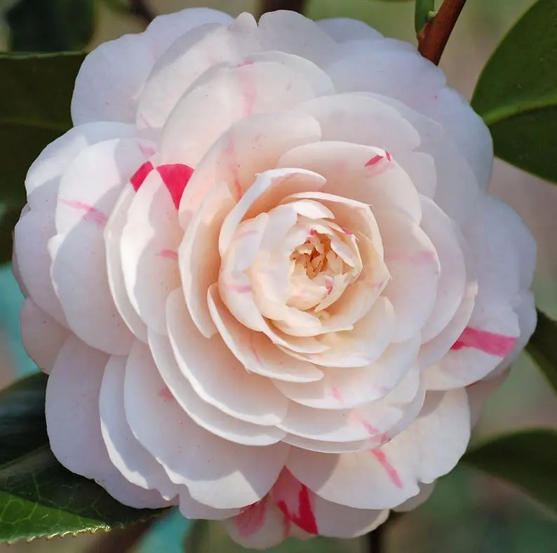 April Dawn Camellia Japonica Starter Plant (Zone 6) - 4L (1 Plant)