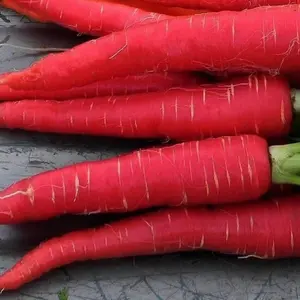 Kyoto Red Carrot Seeds (Daucus carota subsp. sativus) Sweet, crisp red-skinned carrots with vibrant interiors, excellent for fresh eating, juicing, and cooking