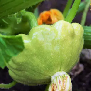 TomorrowSeeds - Benning's Green Tint Patty Pan Seeds -  Bush Scallop Summer Squash Patisson Scallopini Vegetable Seed For 2024 Season