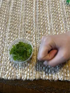 Cubefish Aquarium Plants- Hydrocotyle Tripartita