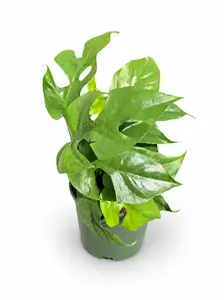 Rhaphidiphora 'Mini Monstera'