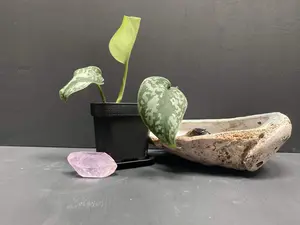 Silver Pothos in Small Black Pot with Saucer