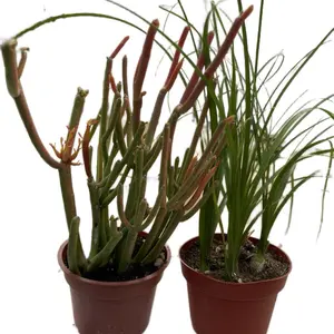 8 dollar live special big outdoor plants sculpture Live Only