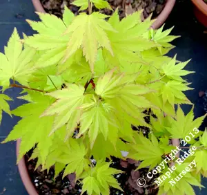 Acer shirasawanum 'Jordan' Full Moon Japanese Maple