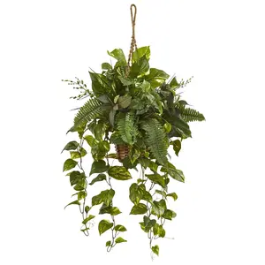 46" Mixed Pothos and Boston Fern in Hanging Basket" 46" Mixed Pothos and Boston Fern in Hanging Basket"