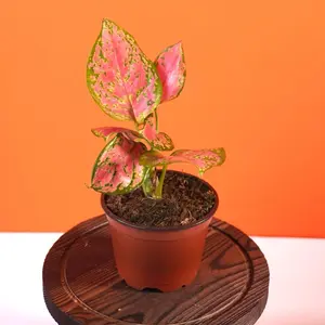 Aglaonema Red “Kumkoon” - 4” Pot