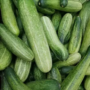 Cucumber Seeds National Pickling