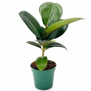 Ficus Burgundy, 4 inch Pot, Beginner Friendly