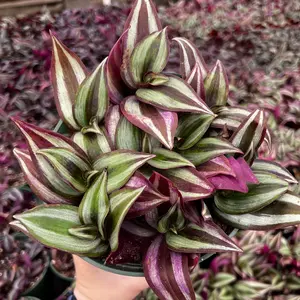 Wandering Jew, Tradescantia Zebrina, Inch Plant, Purple Live Plant, Rare Houseplant in 4'', 6'' pot