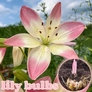 Pink star lily bulbs - suitable for gardens and flower arrangements, and ideal for indoor potting at home