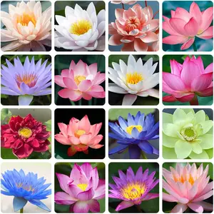 20 Bonsai Bowl Lotus Seeds - Water Lily Flower Plant - Finest Viable Aquatic Water Features Non-GMO Fresh Garden Seeds Home Planting Ornamental