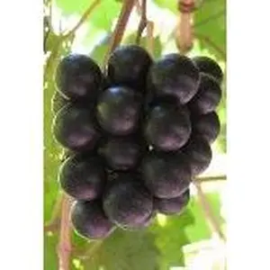 Noble Muscadines