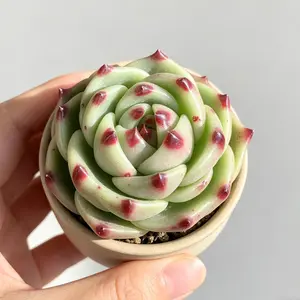 Echeveria ‘Blue Dragon’ Rare Succulent – Blue-Green Rosette, Easy Care Live Plant, Bare Root Shipping, Indoor Plant Decor, Beginner Friendly