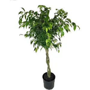 Ficus Benjamina Weeping Fig Braided Tree - Live Plant in a 10 Inch Pot - Ficus Benjamina - Beautiful Ornamental Interior Tree