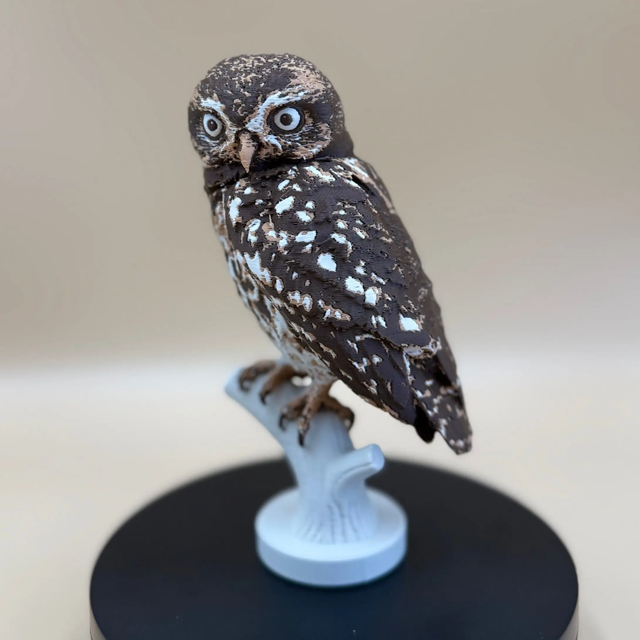 Little Watcher Owl - Indoor Only