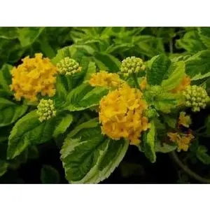Steep Hill Garden Lantana Samantha - Yellow Variegated, Butterfly Plant, Hardy Zone 7+
