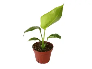 Birds of Paradise  4” Potted Live Plant - White BloomsB