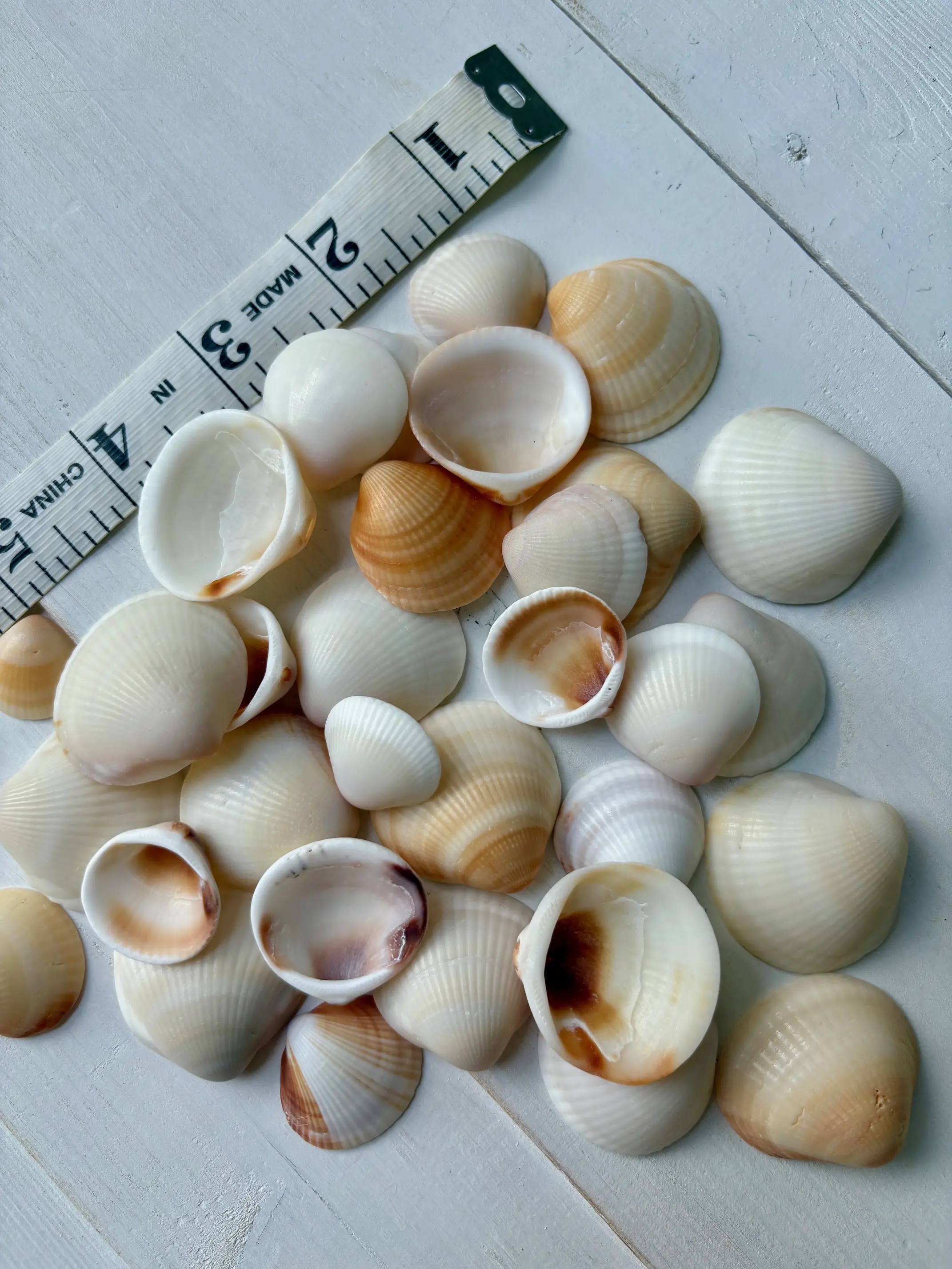 Florida Bittersweet Clams Sea Shells, 30 count real seashells, handpicked Decorative
