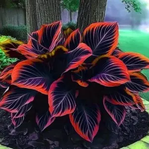 800 pcs Hosta Seeds – Perfect for Shaded Paths, Corners & Beds