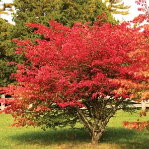 20 Dwarf Burning Bushes - Live Plants - 4-10" Tall Seedlings - Hardy Shrubs - Ships Bare Root - Euonymus alatus - No Ship To AK, HI and P.R.