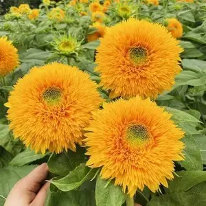 50PCS Sunflower Seeds for Planting | Rare Perennial Non-GMO Heirloom Sunflowers, Easy to Grow and Low-Maintenance, Perfect for Home Gardens, Outdoor Flower Beds, Patios, and Backyards, Produces Stunning Colorful Blooms and Attracts Pollinators