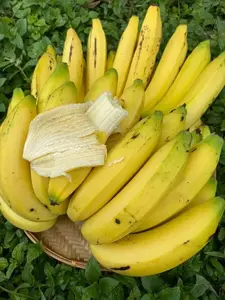 Banana Tee live plants 2 Gros Michel Edible Banana