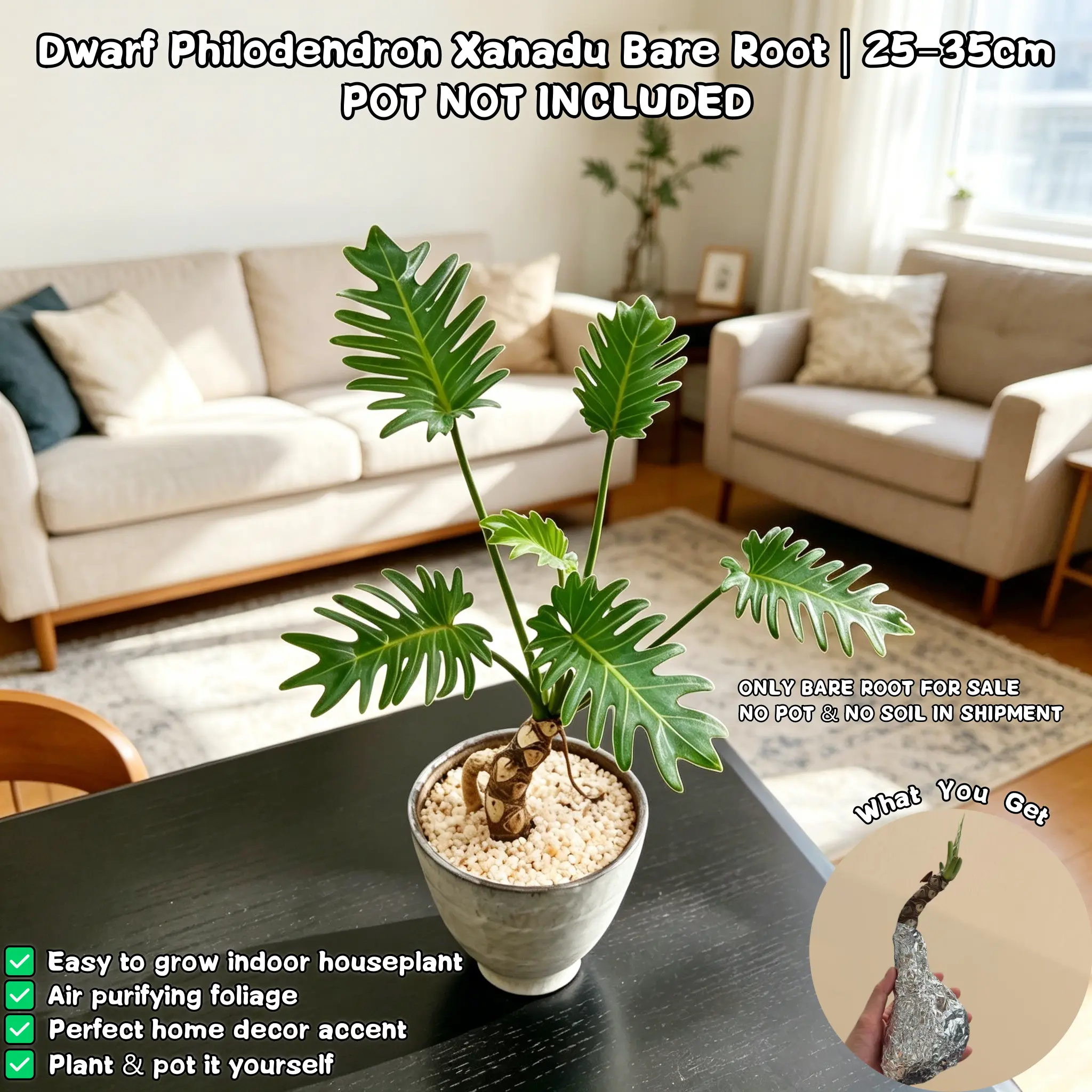 Dwarf Philodendron Xanadu Bare Root Live Plant - 25-35cm Tall, Easy-to-Care Indoor Houseplant, No Pot (Home & Garden Supply)