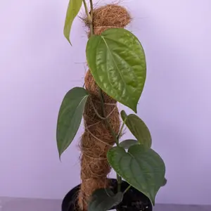 Piper Nigrum (Black Pepper) Live Plant | Black Pepper Plant
