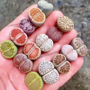 Colorful Lithops Assorted collection {Perfect Plant Gift}