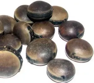 Ox Eye Seed/ Ojo de Buey  (1 unit)